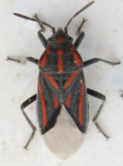 Spilostethus trilineatus
