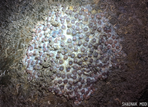 Cladangia exusta