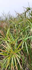 Cyperus textilis