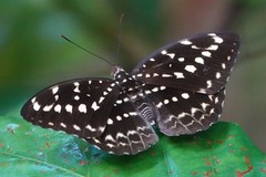 Lexias canescens pardalina
