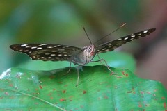 Lexias canescens pardalina