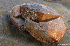Menippidae