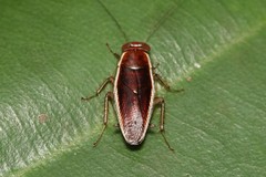 Pseudophyllodromia laticeps