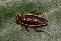 Pseudophyllodromia laticeps