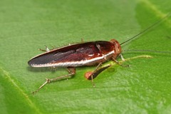 Pseudophyllodromia laticeps