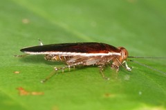 Pseudophyllodromia laticeps