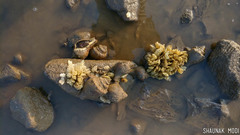 Volegalea cochlidium