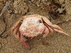Nectocarcinus tuberculosus