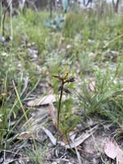 Genoplesium simulans