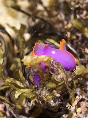 Sagaminopteron ornatum