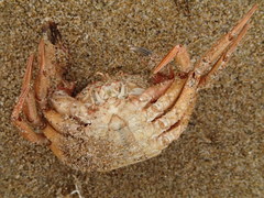 Nectocarcinus tuberculosus