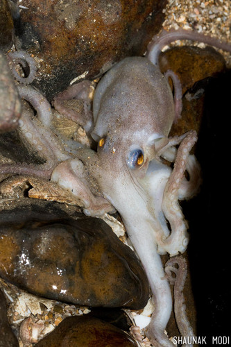 Cistopus indicus