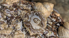 Anthopleura anjunae