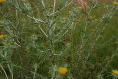 Berkheya pinnatifida ingrata