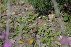 Takydromus septentrionalis