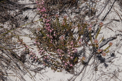 Erica placentiflora