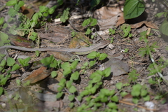 Takydromus septentrionalis