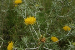 Berkheya pinnatifida ingrata