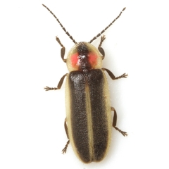 Photinus texanus