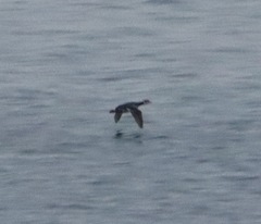 Podiceps auritus