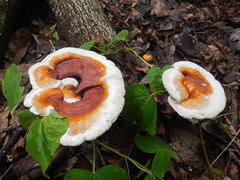 Ganoderma steyaertianum