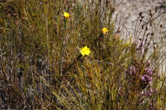 Lachnaea aurea