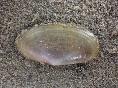 Hiatula nitida