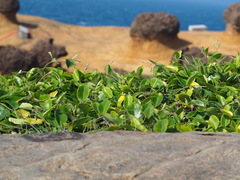 葉子, CC0, iNaturalist via GBIF Vincetoxicum hirsutum, photograph 葉子, CC0, iNaturalist via GBIF