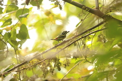 Pogoniulus atroflavus