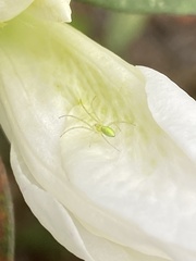 Tetragnatha squamata