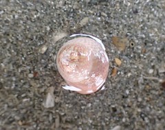 Micrelenchus sanguineus