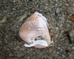 Micrelenchus sanguineus