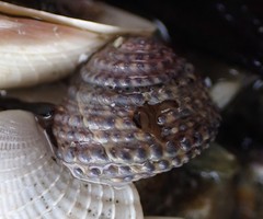 Diloma bicanaliculatum