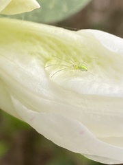 Tetragnatha squamata