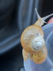 Sheldonia trotteriana
