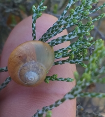 Sheldonia trotteriana