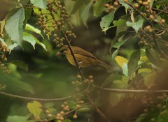 Calyptocichla serinus