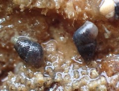 Eatoniella