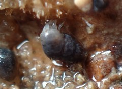 Eatoniella