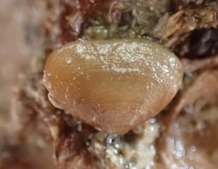 Borniola reniformis