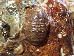 Exosphaeroma