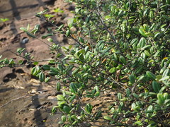 Elaeagnus formosana