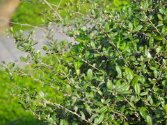 Elaeagnus formosana