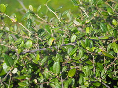Elaeagnus formosana