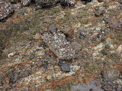 Borniola reniformis