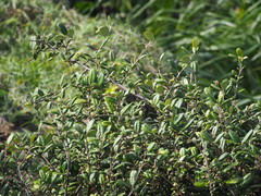 Elaeagnus formosana