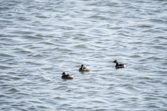 Tachybaptus ruficollis poggei
