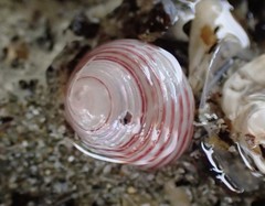 Roseaplagis rufozona