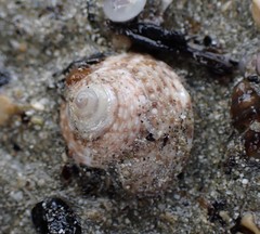 Coelotrochus tiaratus