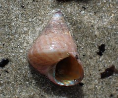 Micrelenchus purpureus